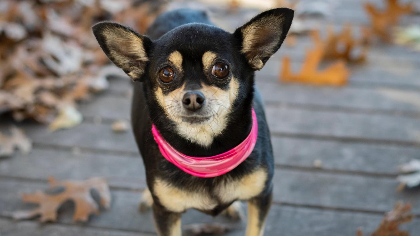 Linge pour chihuahua clearance